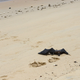 A flying fox having a truly bad day.